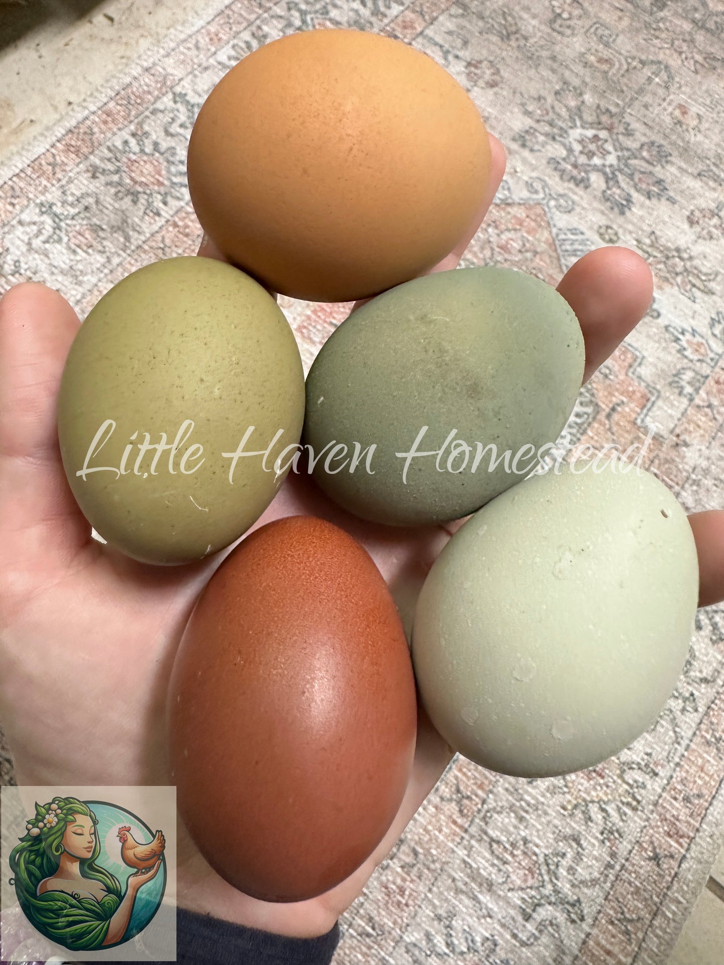Dark Olive Eggers Hatching Dozen