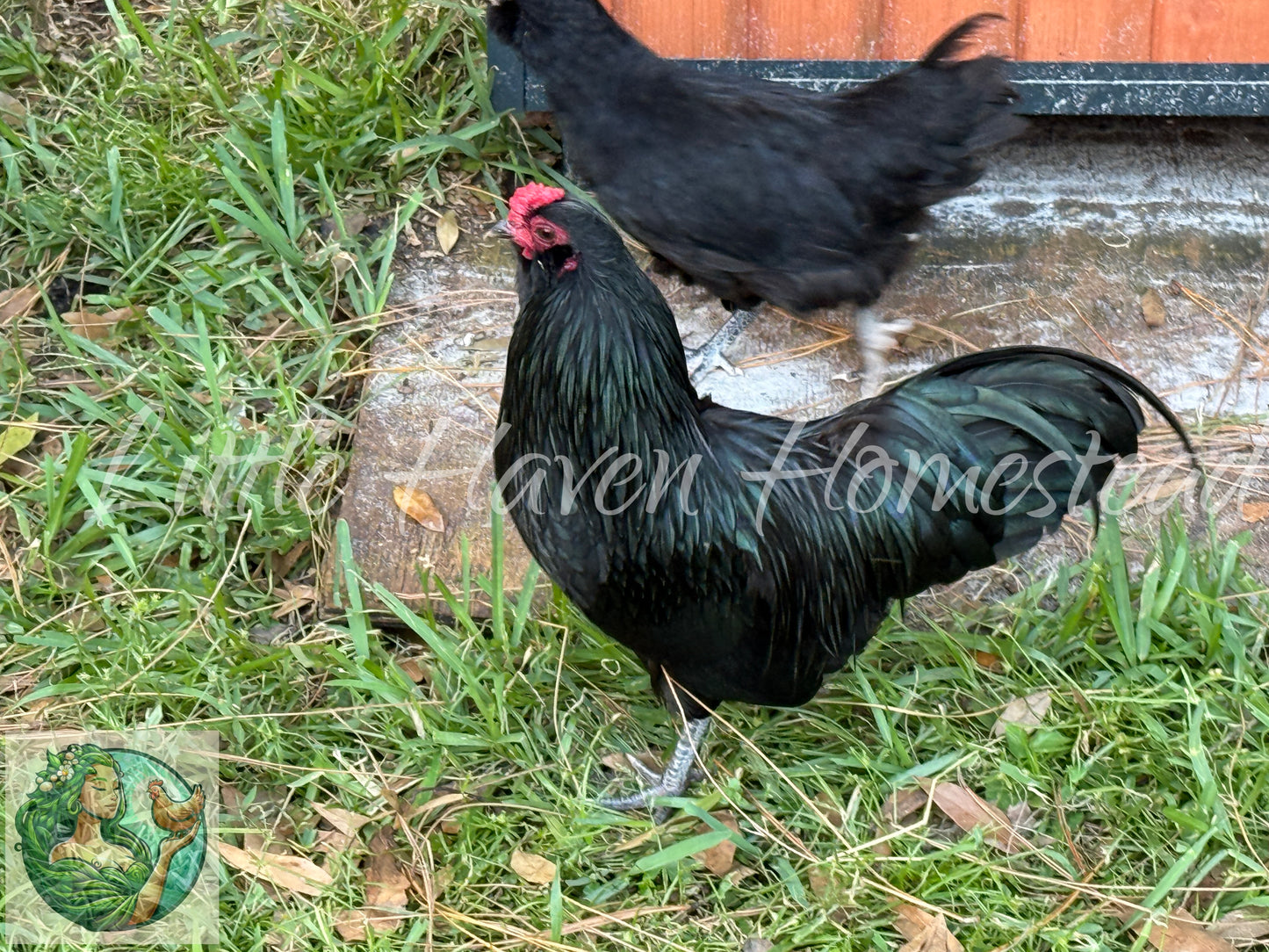 BANTAM Ermine Ameraucana Chicks - Ermine Only