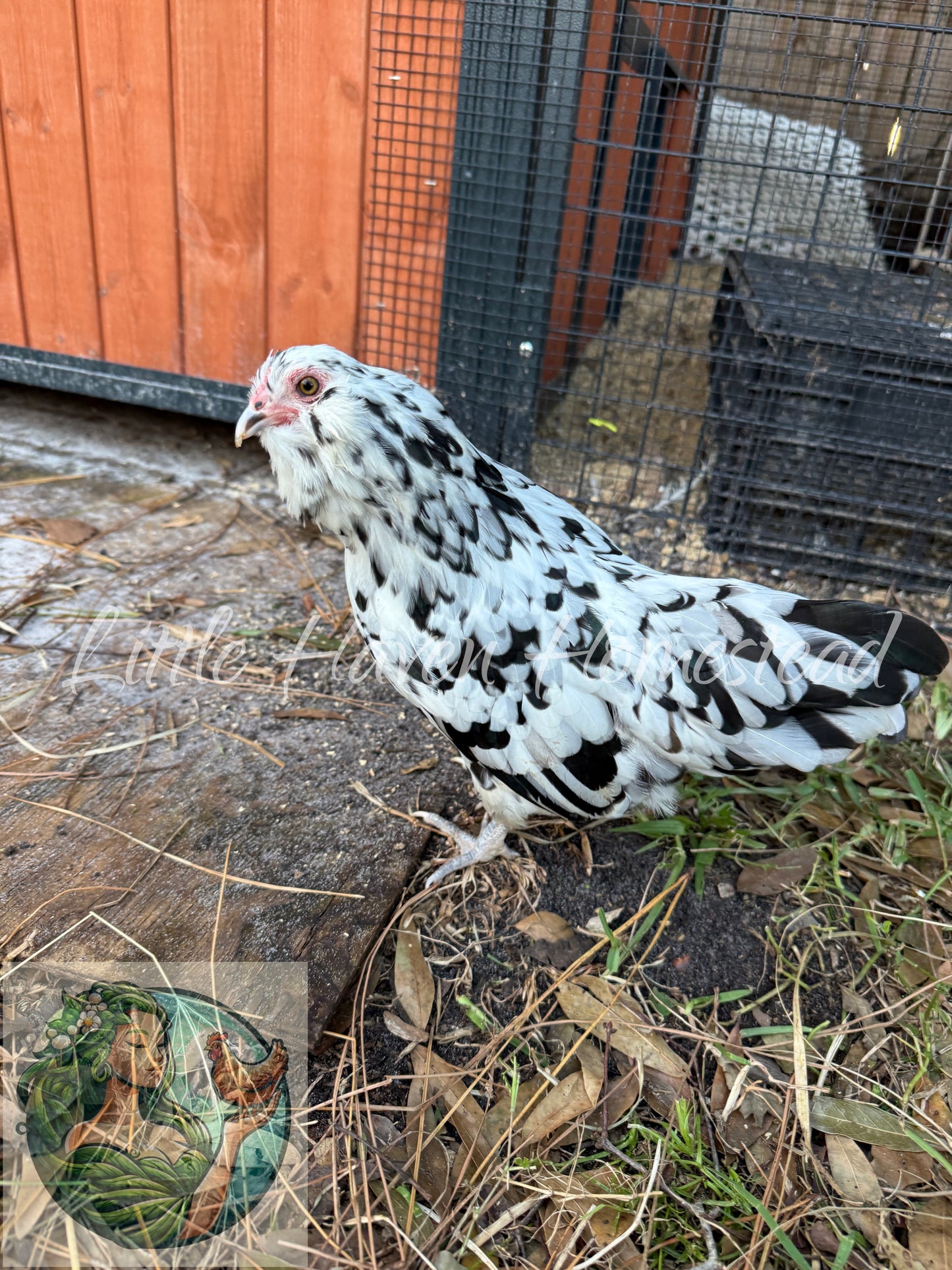 BANTAM Ermine Ameraucana Chicks - Ermine Only