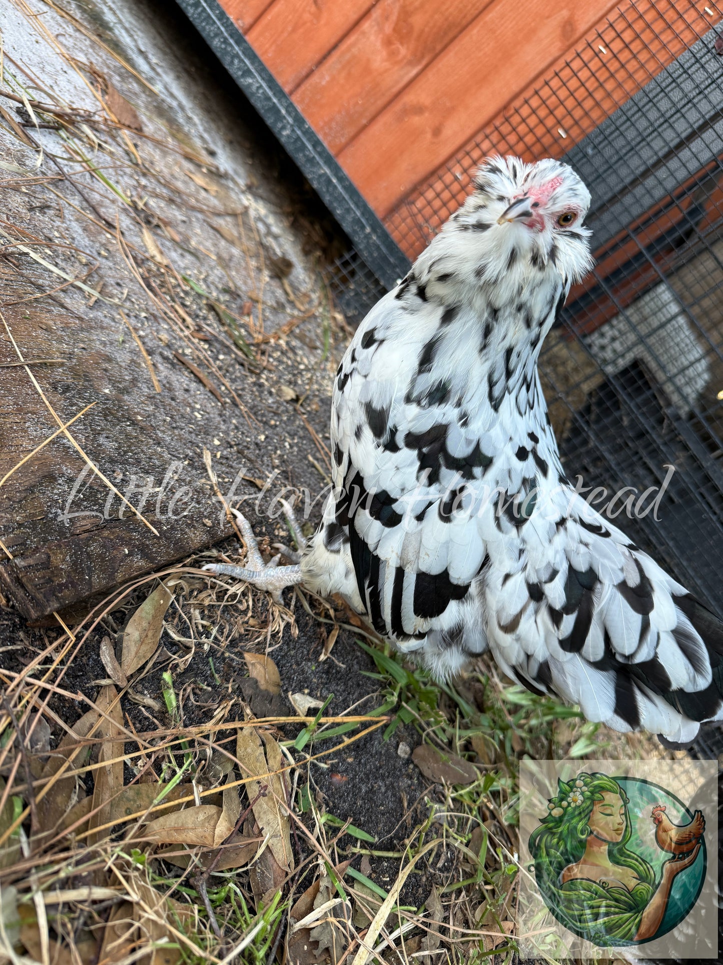 BANTAM Ermine Ameraucana Chicks - Ermine Only