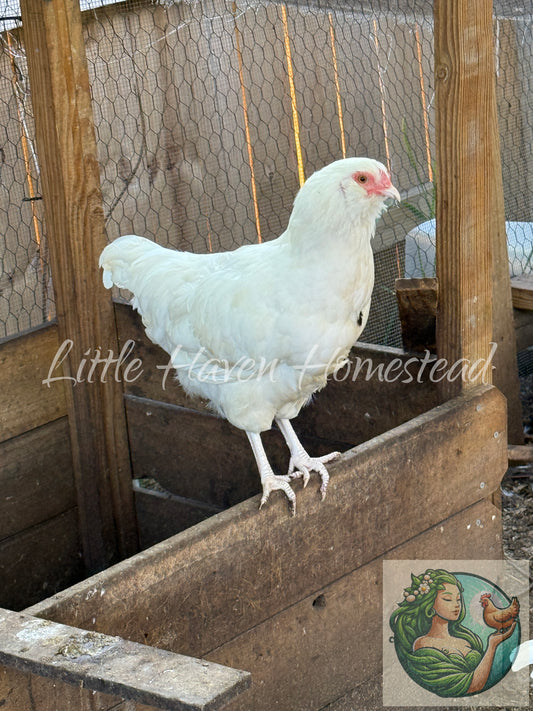 Dominant White Ameraucana Chicks- Standard Size