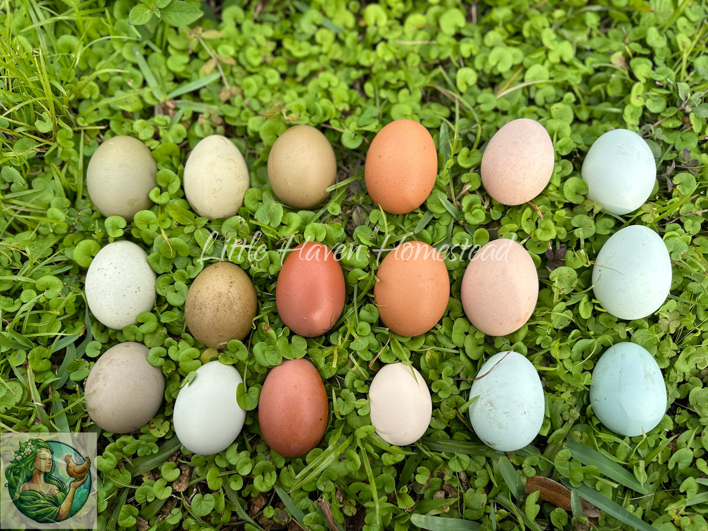 Dark Olive Eggers Hatching Dozen