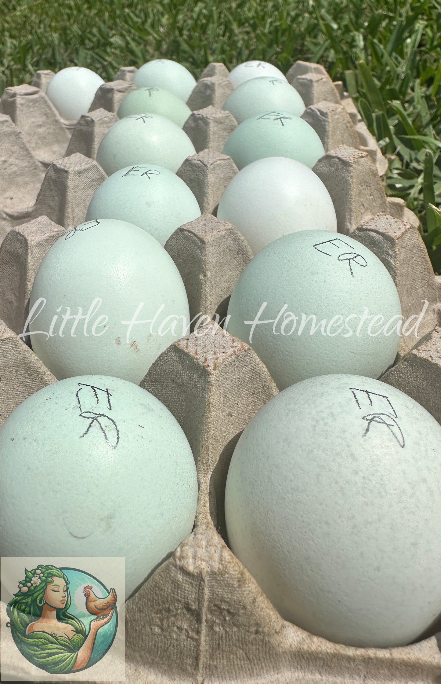 Standard Pure Ameraucana Blue egg - No Black Chicks!