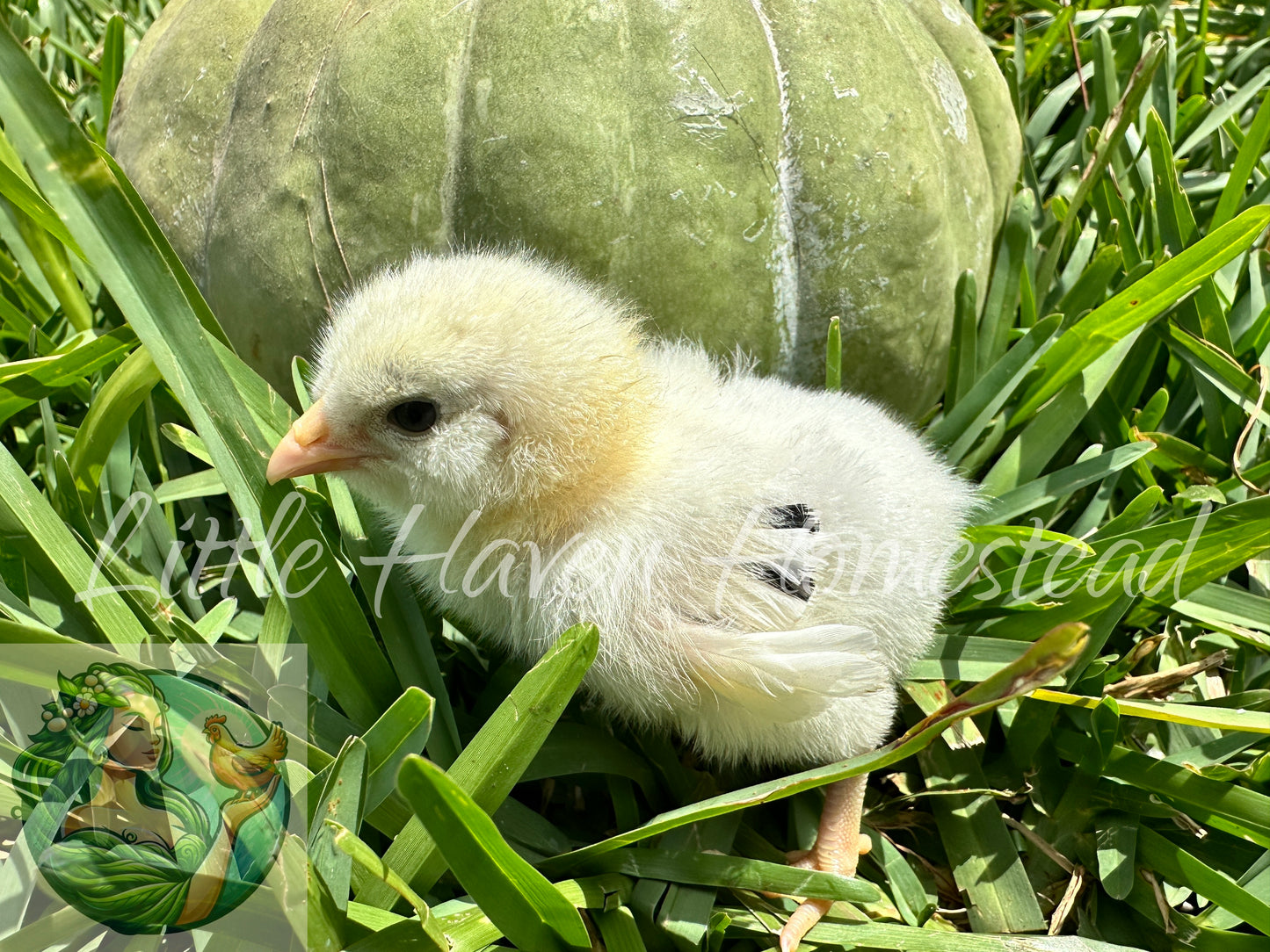 Ermine Ameraucana Chicks- Standard Size