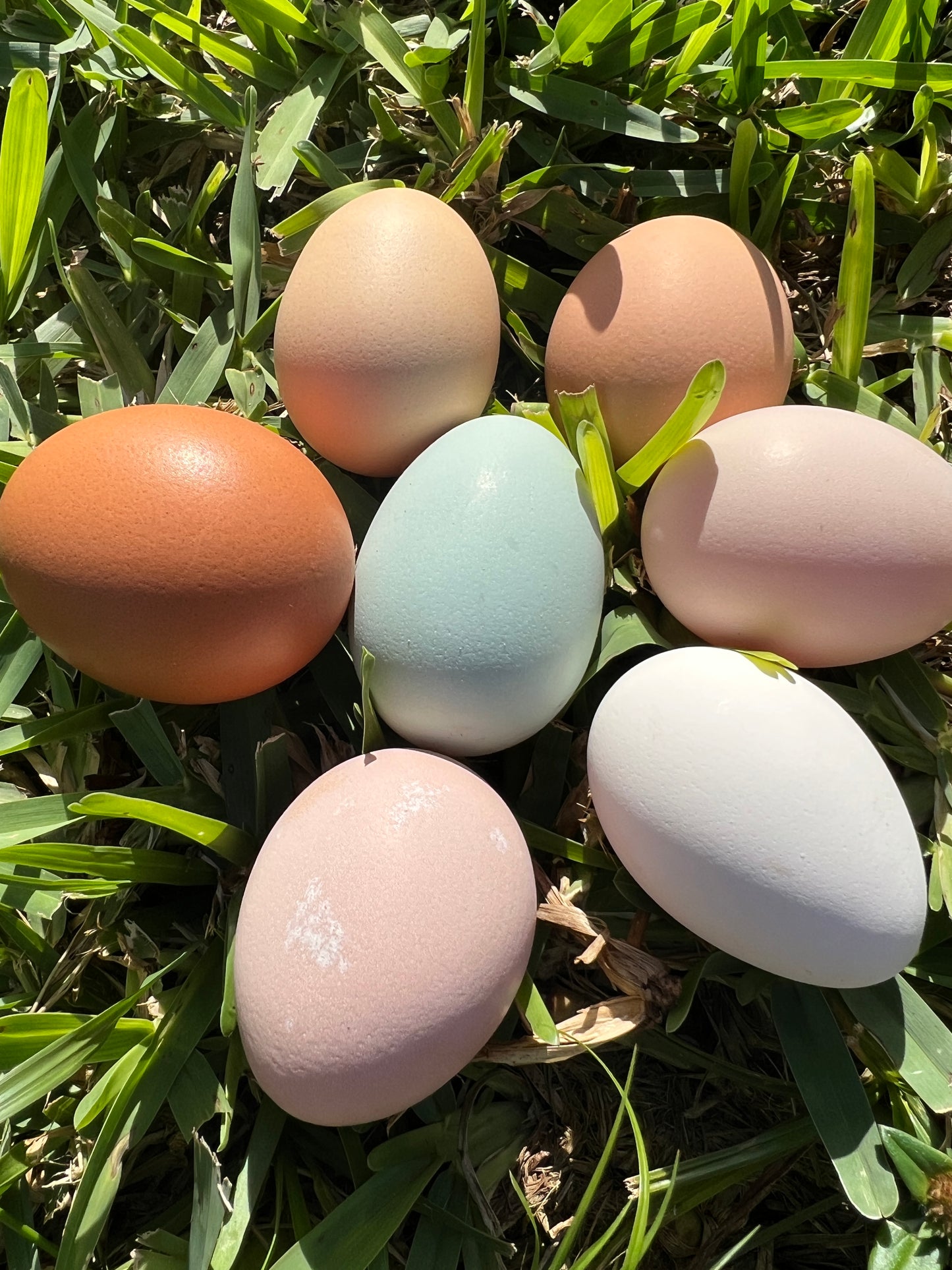 Hen's Choice Hatching Dozen