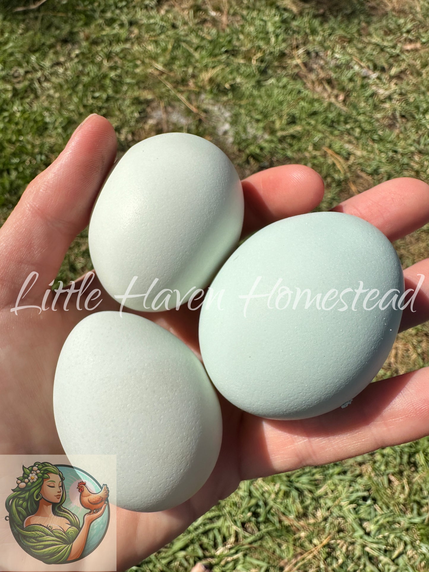 Standard Pure Ameraucana Blue egg - No Black Chicks!