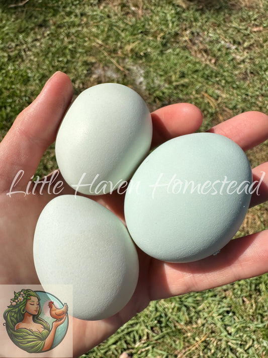Ermine Ameraucana Hatching Dozen  - No black chicks!