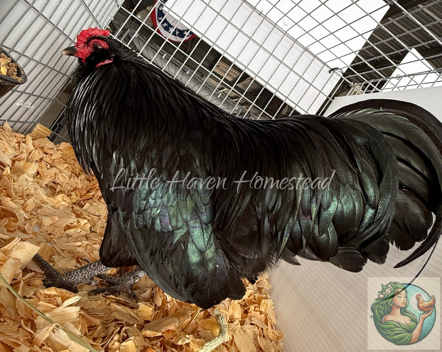 BANTAM Ermine Ameraucana Chicks - Ermine Only
