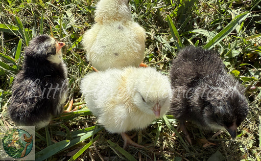 BANTAM Ermine Ameraucana Chicks  - Ermine Only