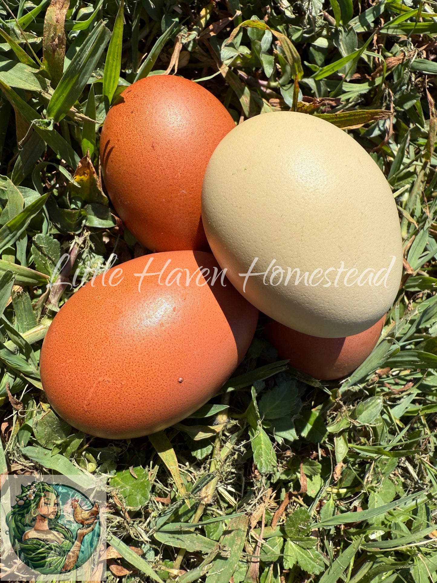 Dark Olive Eggers Hatching Dozen