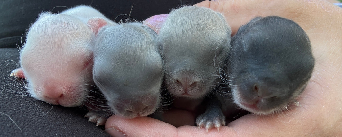 Siamese Sable Marten - GT2 - SOLD