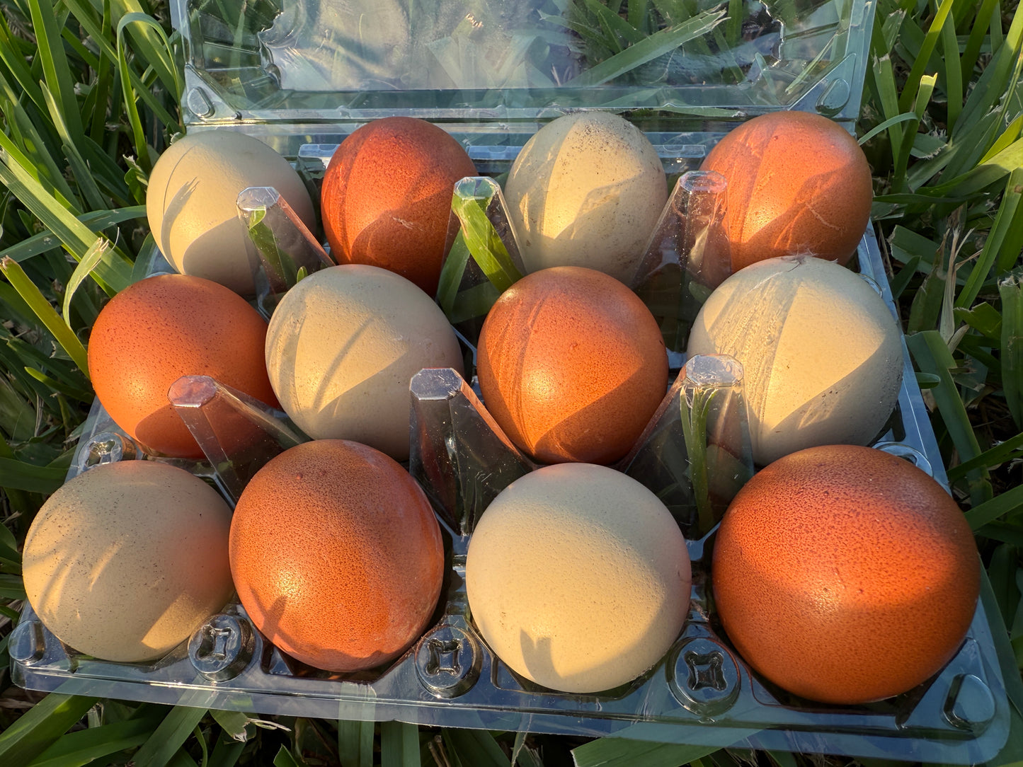 Moss (medium green) egger Chicks - Standard Large Fowl
