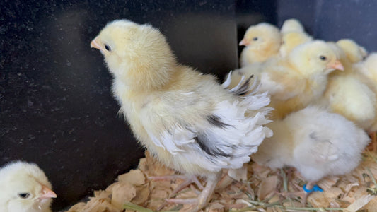 Moss (medium green) egger Chicks - Standard Large Fowl