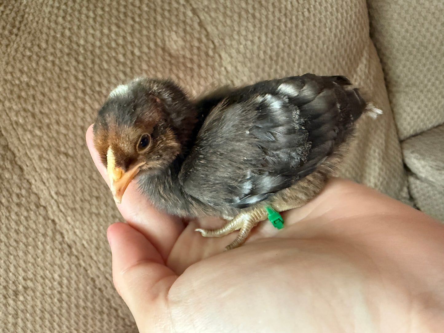 D'anver mixed Chicks