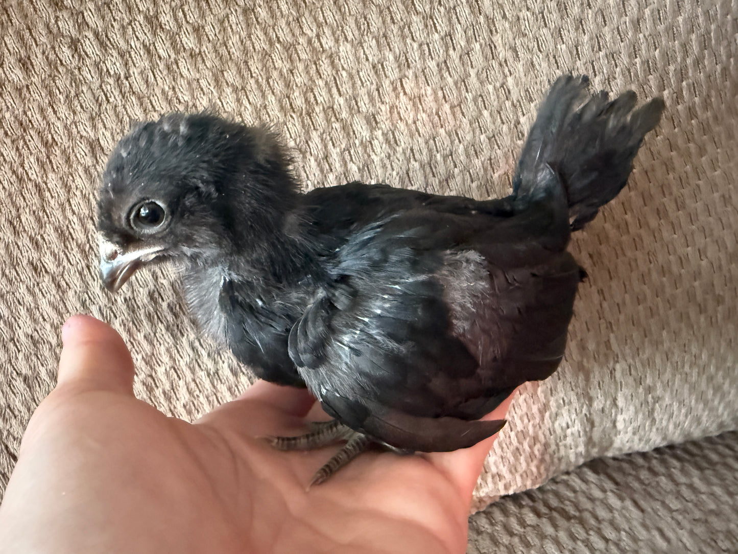 D'anver mixed Chicks