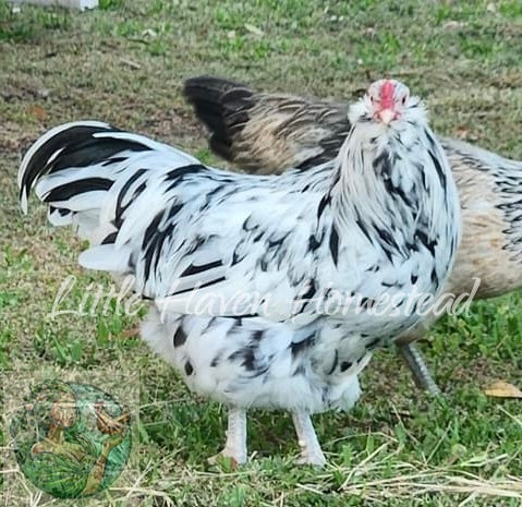 Ermine Ameraucana Chicks- Standard Size