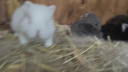 Blue or Black Himi - GT1 - Kept by Little Haven!