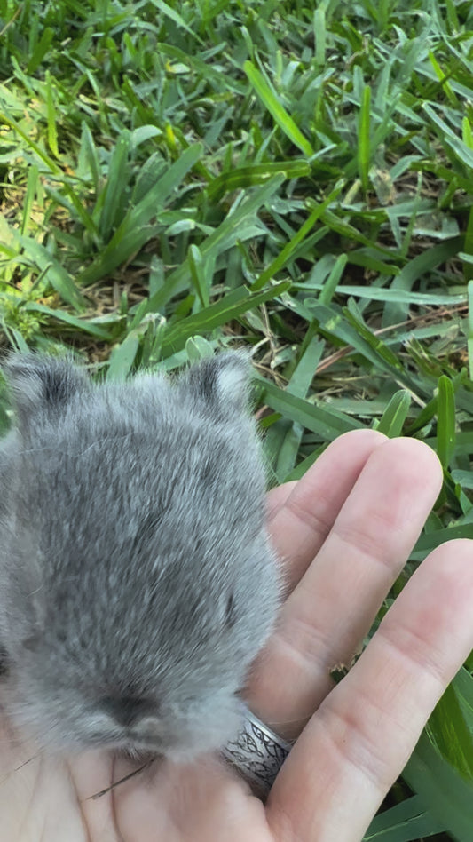 Squirrel (Blue Chinchilla) - GT3 - SOLD