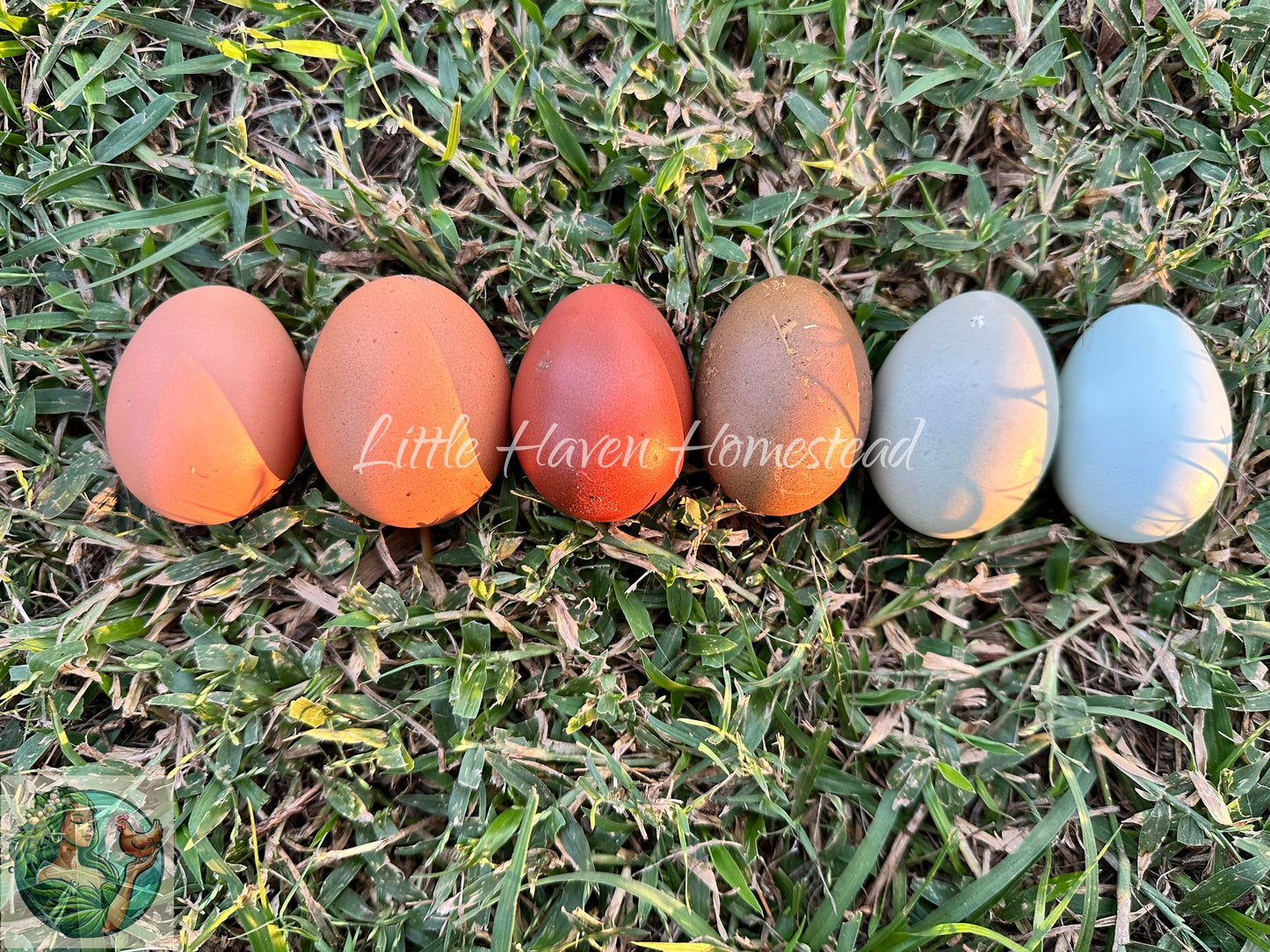 Dark Olive Eggers