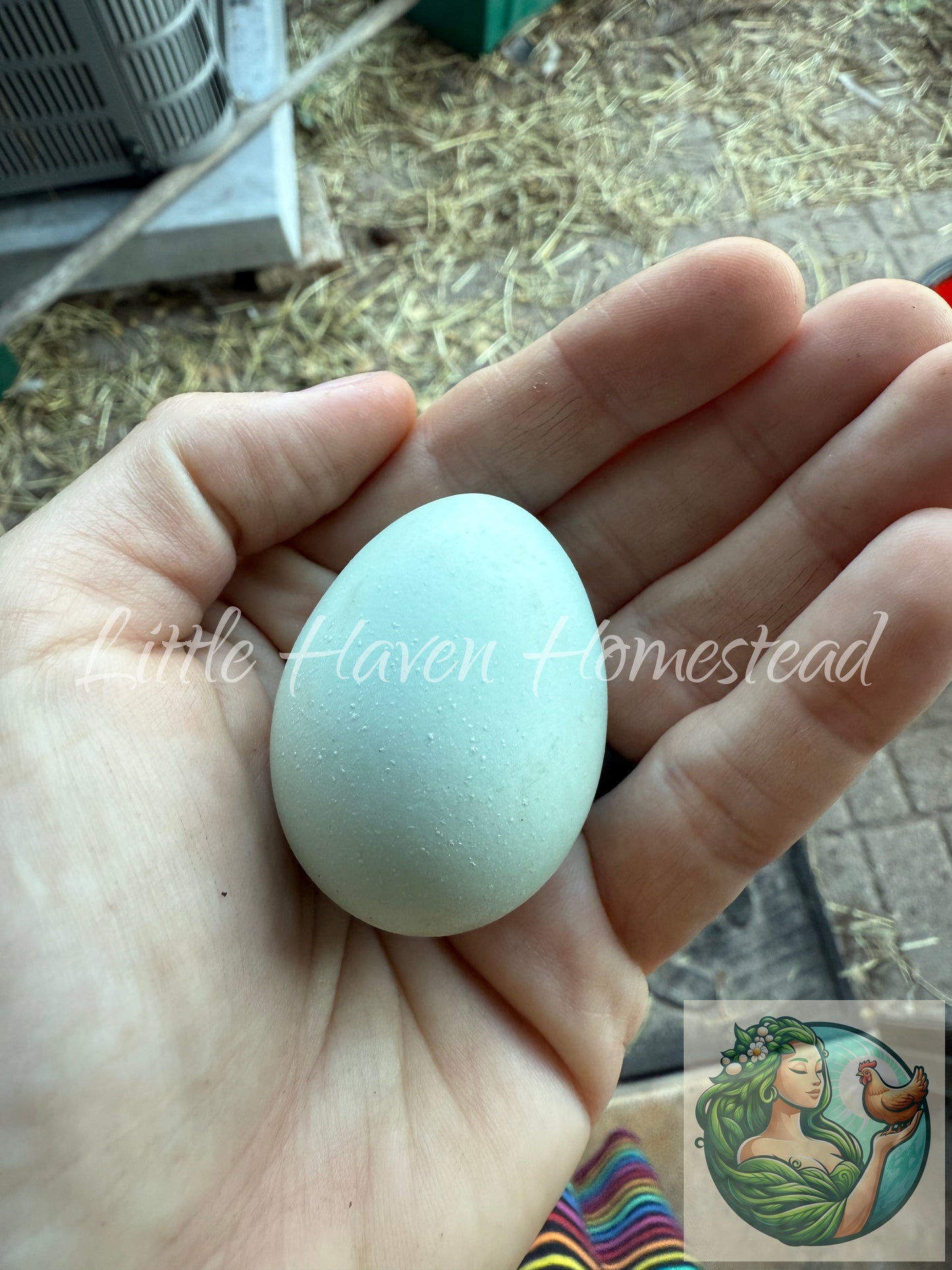 Bantam Ermine Ameraucana Hatching Dozen - SOLD OUT FOR 2025