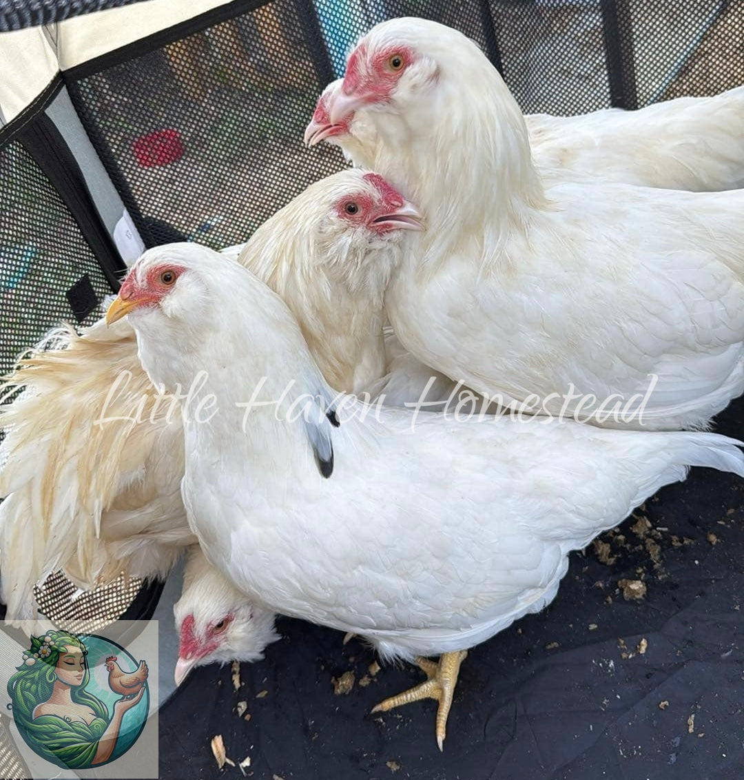 Dominant White Ameraucana Chicks- Standard Size