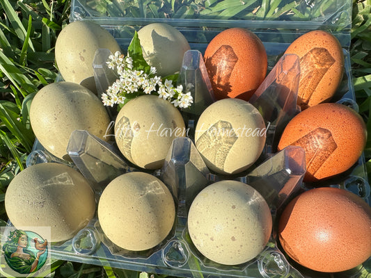 Green "Moss" eggs - 50% Frizzled