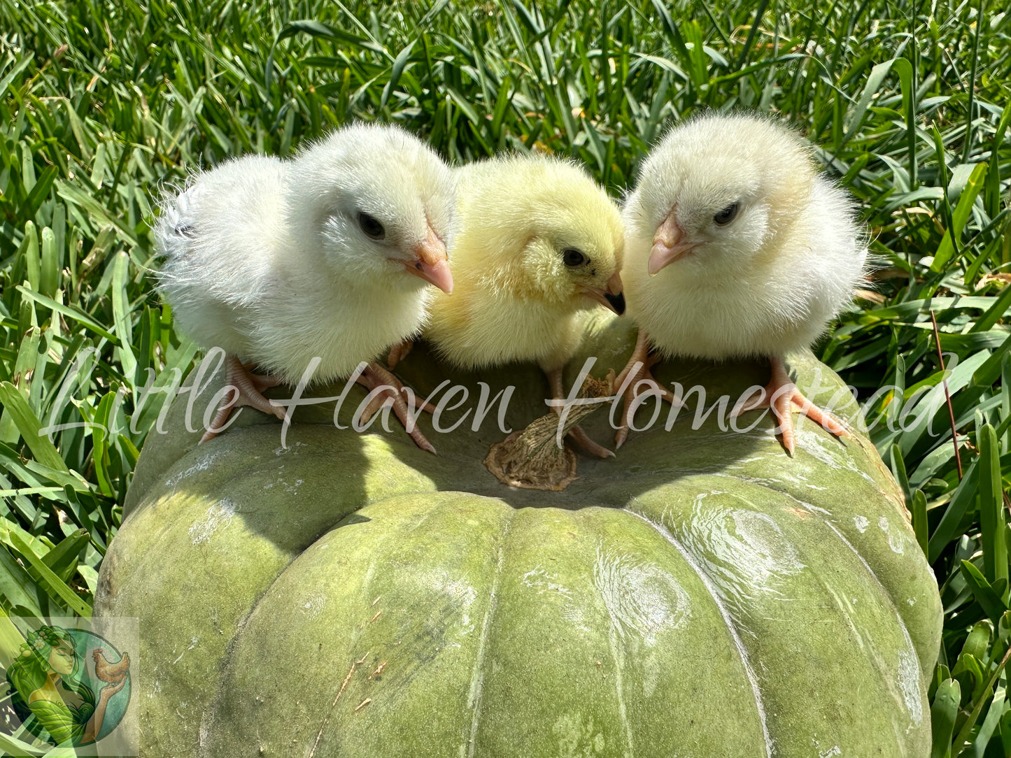 BANTAM Ermine Ameraucana Chicks  - Ermine Only