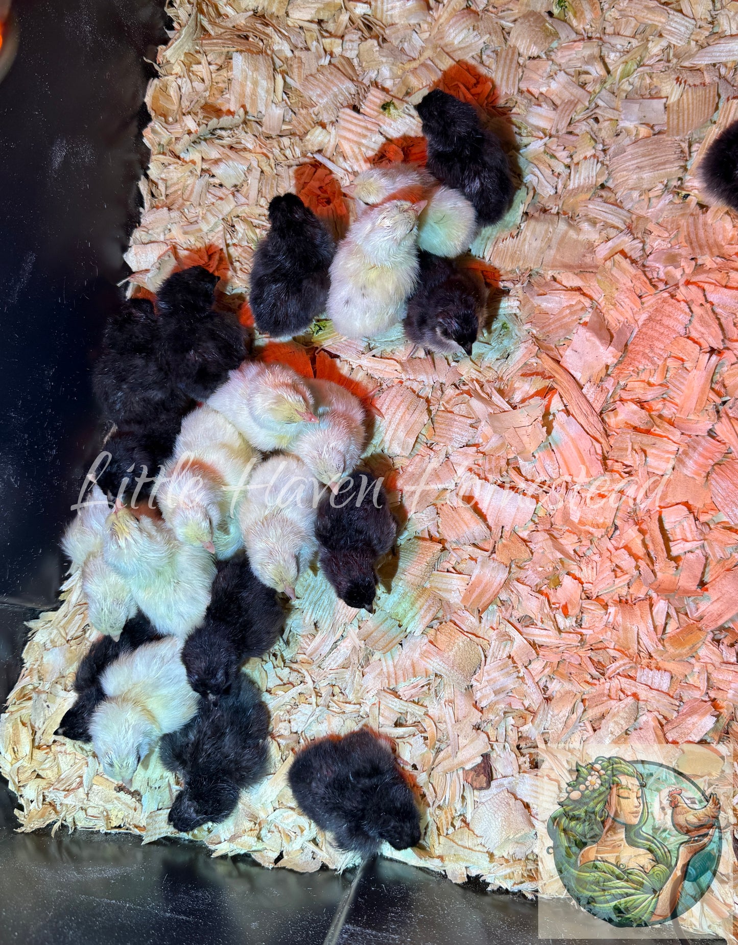 BANTAM Ermine Ameraucana Chicks  - Ermine Only