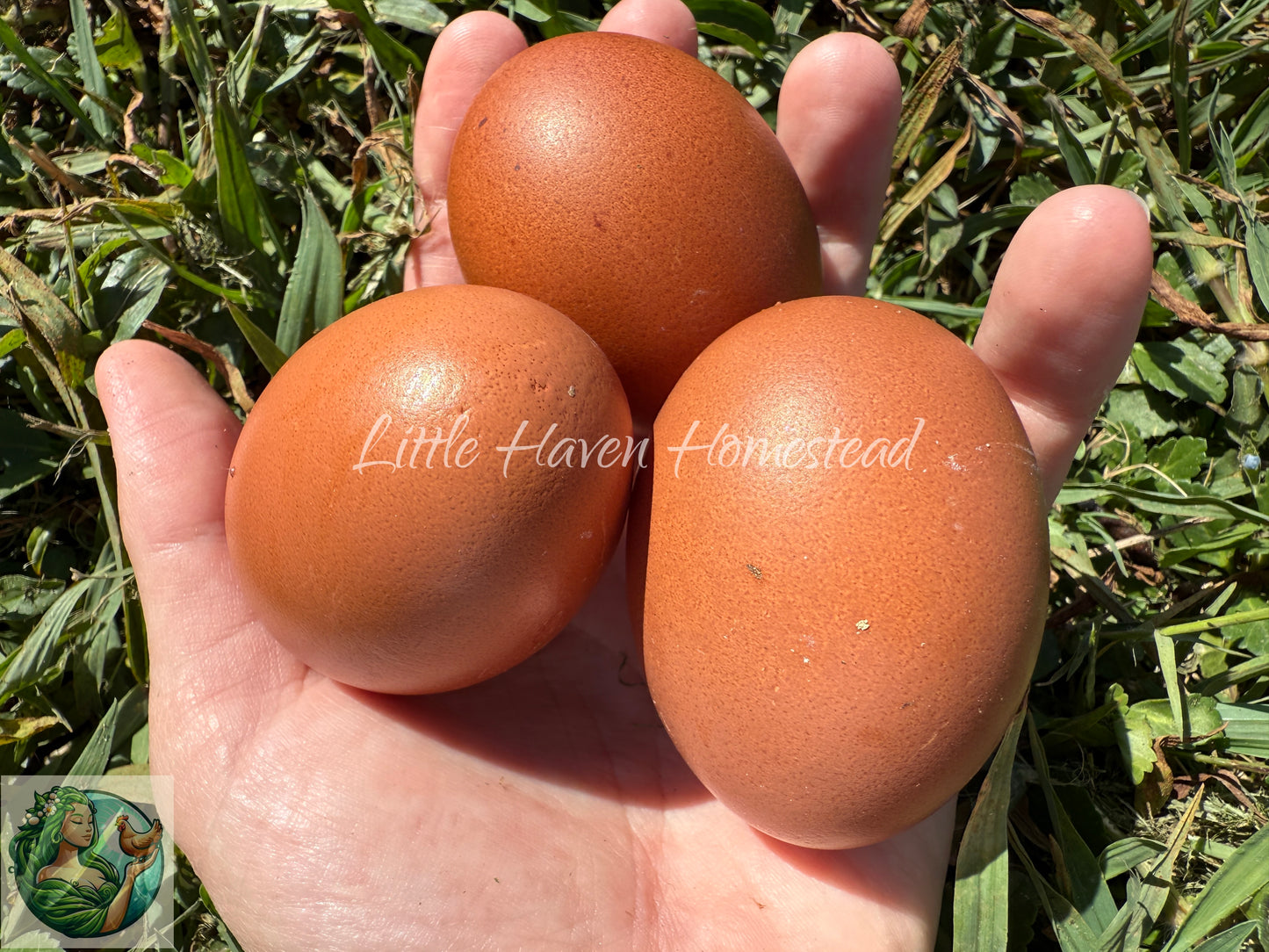 Dark Olive Eggers