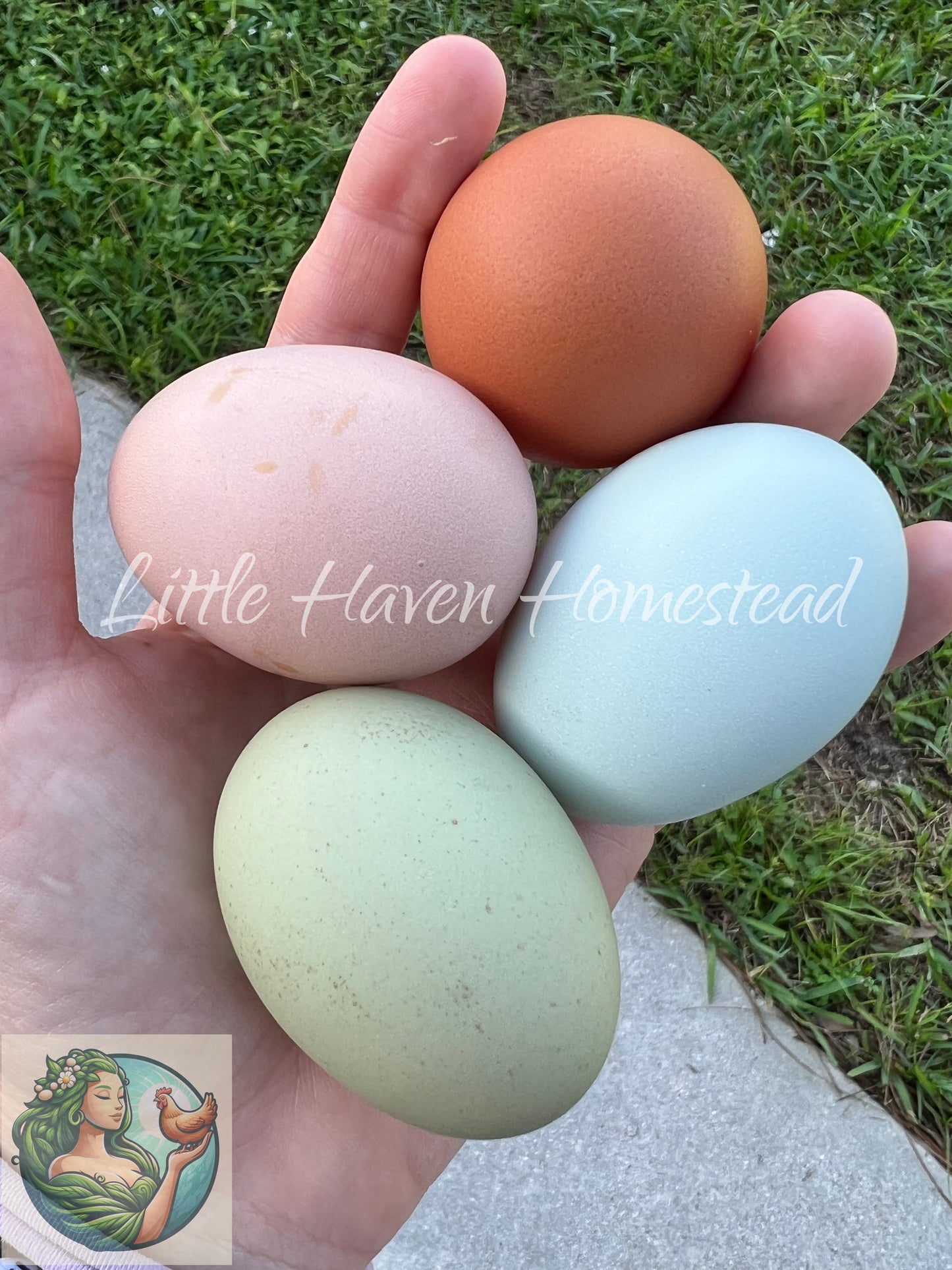 Hen's Choice Easter Egger Eggs