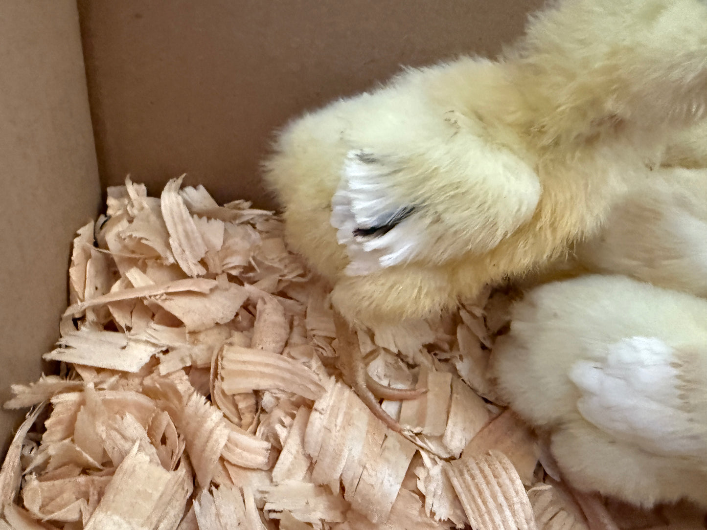 Moss (medium green) egger Chicks - Standard Large Fowl