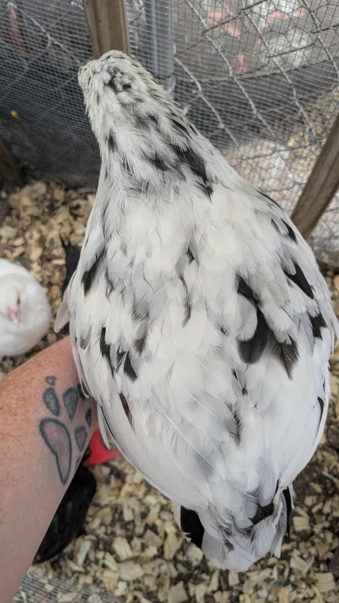 Dark Olive Egger Chicks - Standard Large Fowl
