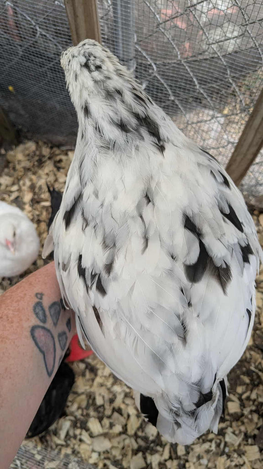 Dark Olive Egger Chicks - Standard Large Fowl