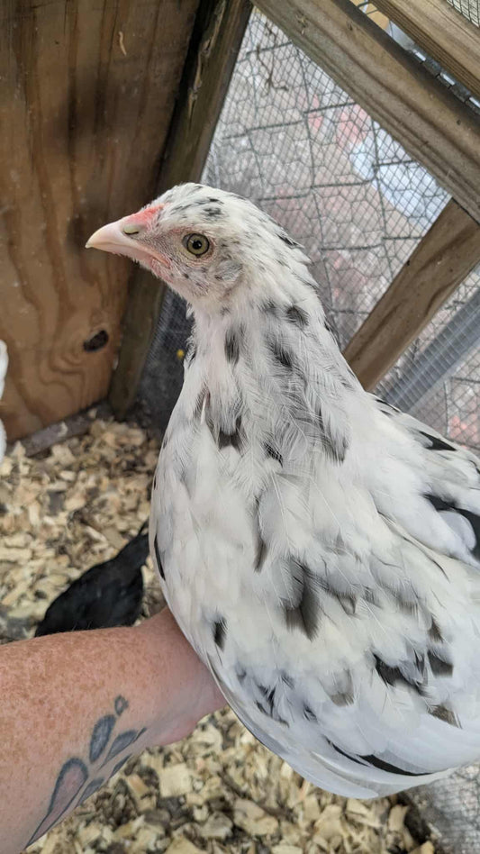 Dark Olive Egger Chicks - Standard Large Fowl