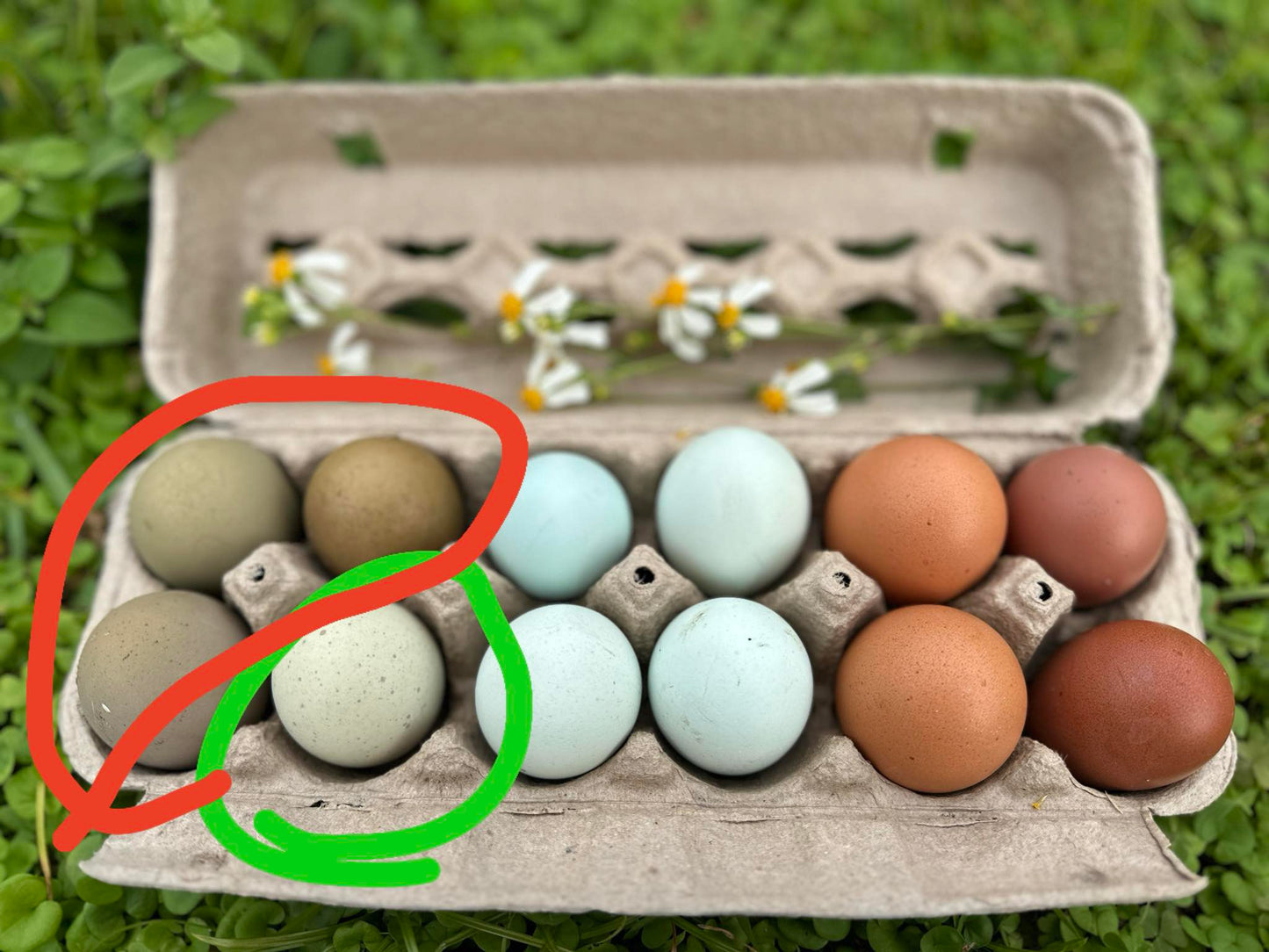 Dark Olive Eggers