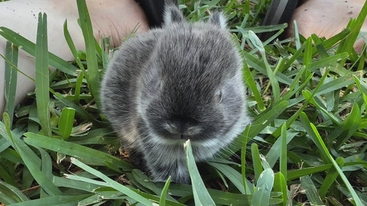 Siamese Sable Marten - GT2 - SOLD