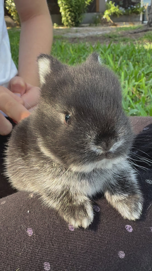 Black Silver Marten - GT4 - SOLD